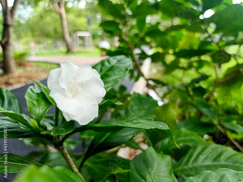 Jasmine blossoms in the garden