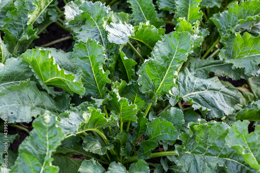 Fototapeta premium close-up green leaves of sugar beet in field