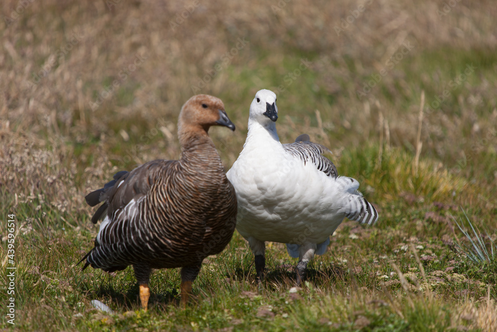 Fototapeta premium Antarctica Falkland Islands ruddy-headed goose close up on a cloudy winter day