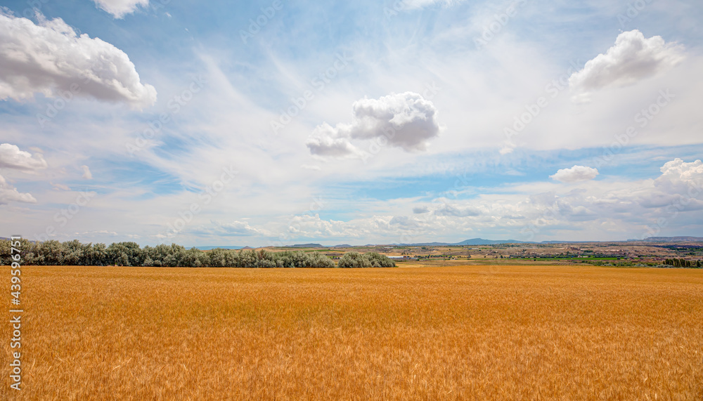 Beautiful summer landscape with wheat field and stormy clouds