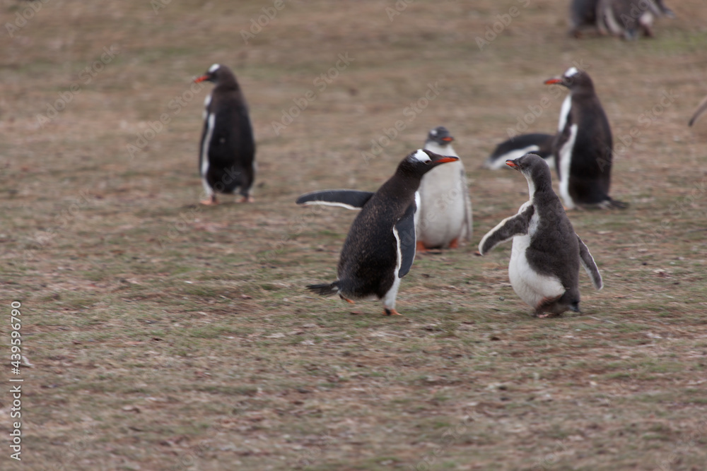 Naklejka premium Falkland Islands. Penguin Gentoo close up on a cloudy winter day