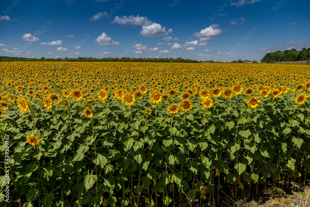 Fototapeta premium Sunflowers close up in field with the blue sky