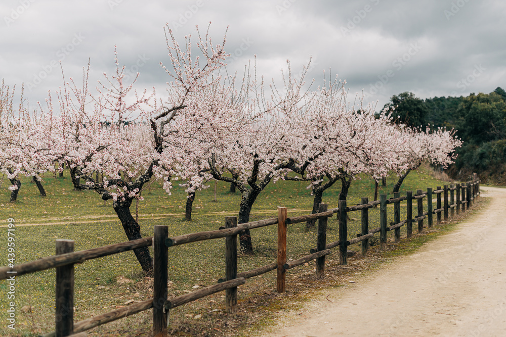 Almond orchard behind a wooden fence 