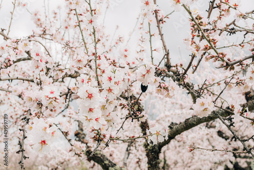 Almond tree in blossom photo