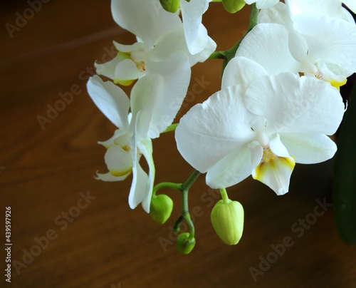 White orchid flower, fresh bouquet on dark background, clsoe up view photo