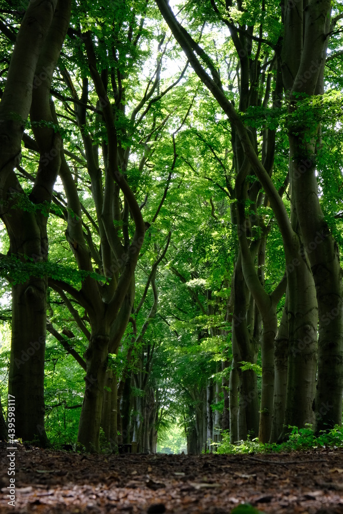 Naklejka premium path in the woods