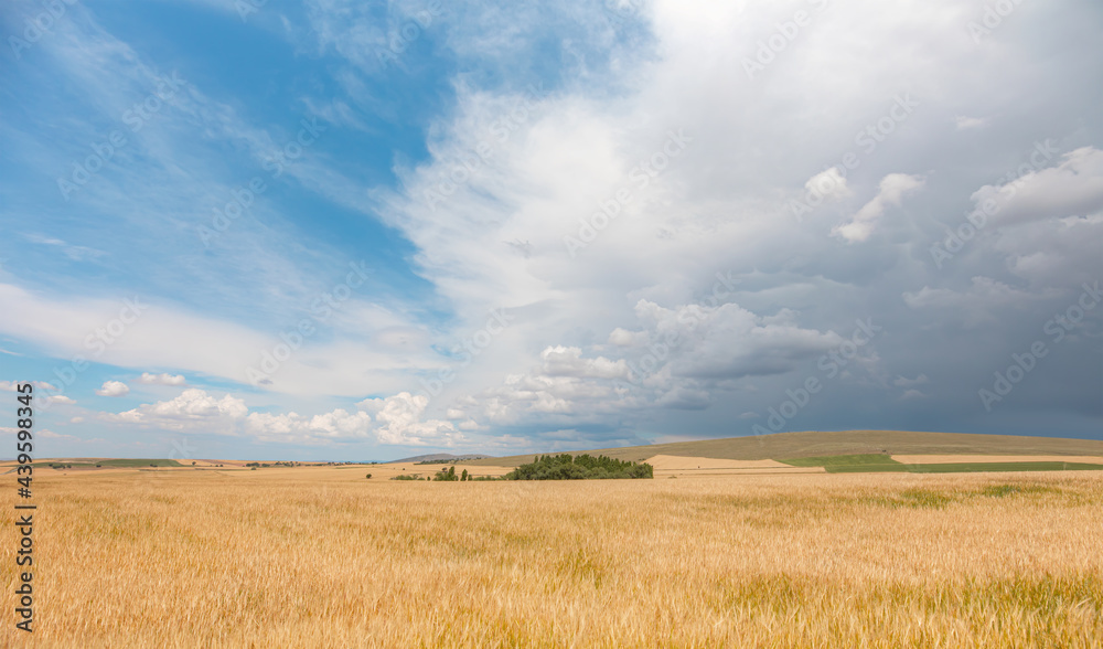 Beautiful summer landscape with wheat field and stormy clouds