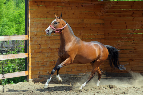 Obraz na płótnie Young aristocratic bay stallion of Akhal Teke horse breed from Turkmenistan, gal