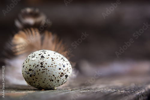 quail egg on a dark background, close-up. Quail eggs on a dark brown wooden surface, top view, empty place for text