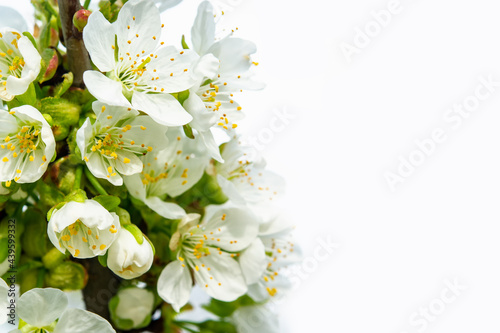 Spring Flowers. Apricot blossom on white background early spring.