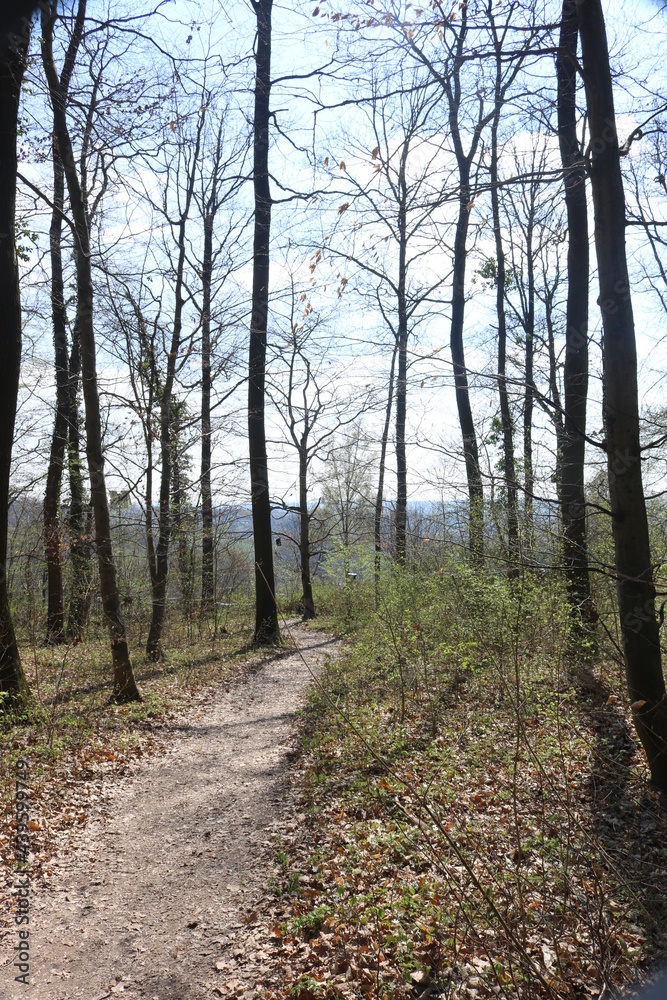 Obraz premium Waldweg