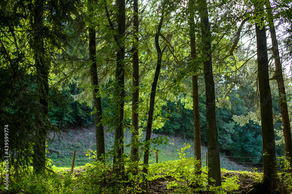 morning in the forest