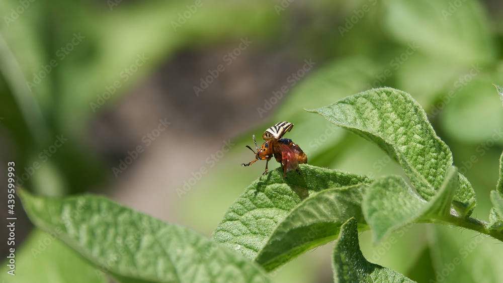 A colorado potato beetle (Leptinotarsa decemlineata) with a bright orange body and brown stripes spreading its wings on a potato leaf and is one of the most destructive pest of potato crops A colorado potato beetle (Leptinotarsa decemlineata) with a bright orange body and brown stripes spreading its wings on a potato leaf and is one of the most destructive pest of potato crops