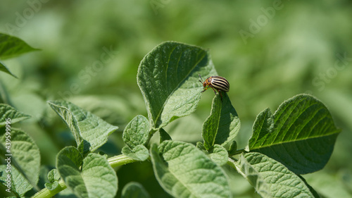 A colorado potato beetle (Leptinotarsa decemlineata) with a bright orange body and brown stripes sitting on a potato leaf  is one of the most destructive pest of potato crops
