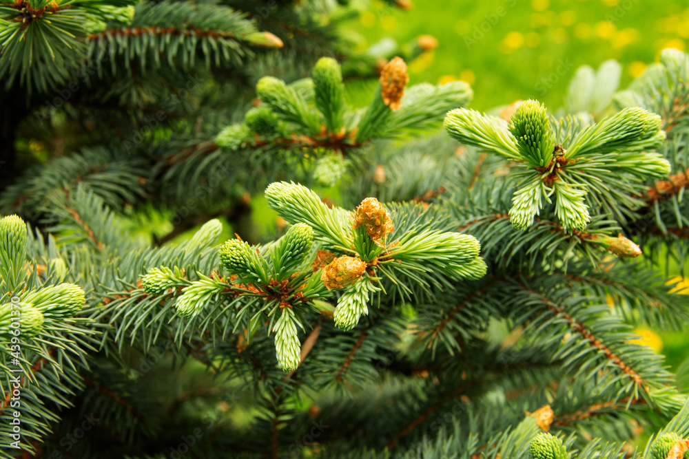 Fototapeta premium fresh needles on a green branch of a spruce tree on a sunny day