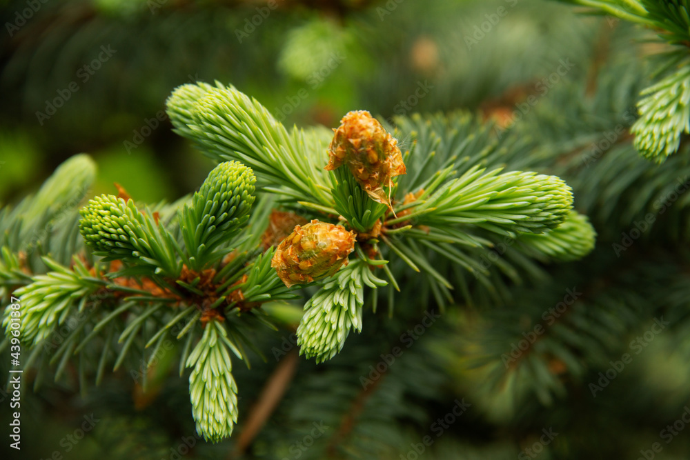 fresh needles on a green branch of a spruce tree on a sunny day fresh needles on a green branch of a spruce tree on a sunny day
