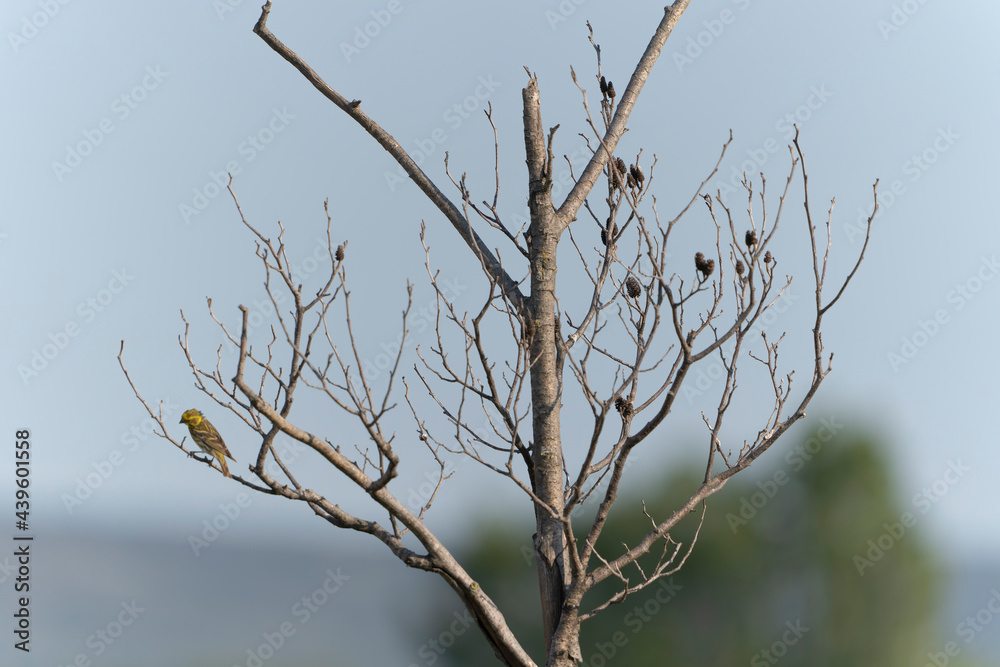 Obraz premium bird on a tree branch