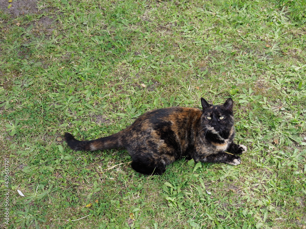 Close-up of a tortoiseshell coloured cat resting on a lawn Close-up of a tortoiseshell coloured cat resting on a lawn