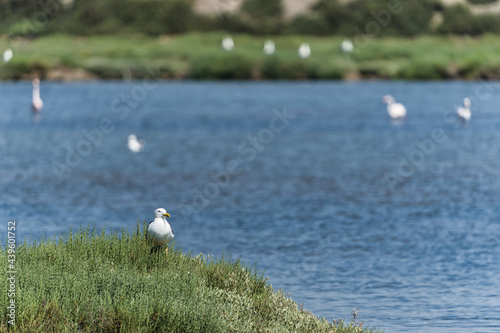 seagull on grass near water