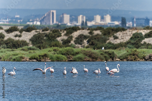 Flamingos on water with cityscape