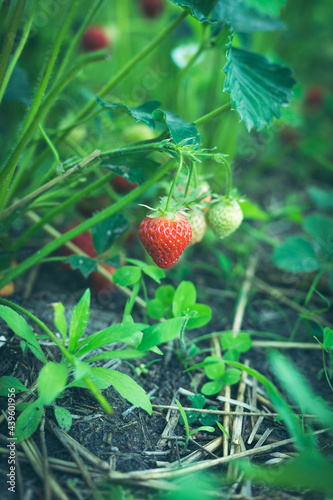 Ripe red strawberries in a garden bed in a small home garden.