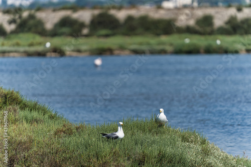 seagulls on grass near water