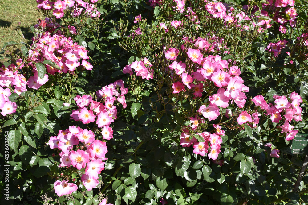 Obraz premium Rosier rose au jardin au printemps