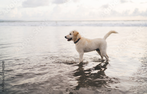 Dog standing in water on beach