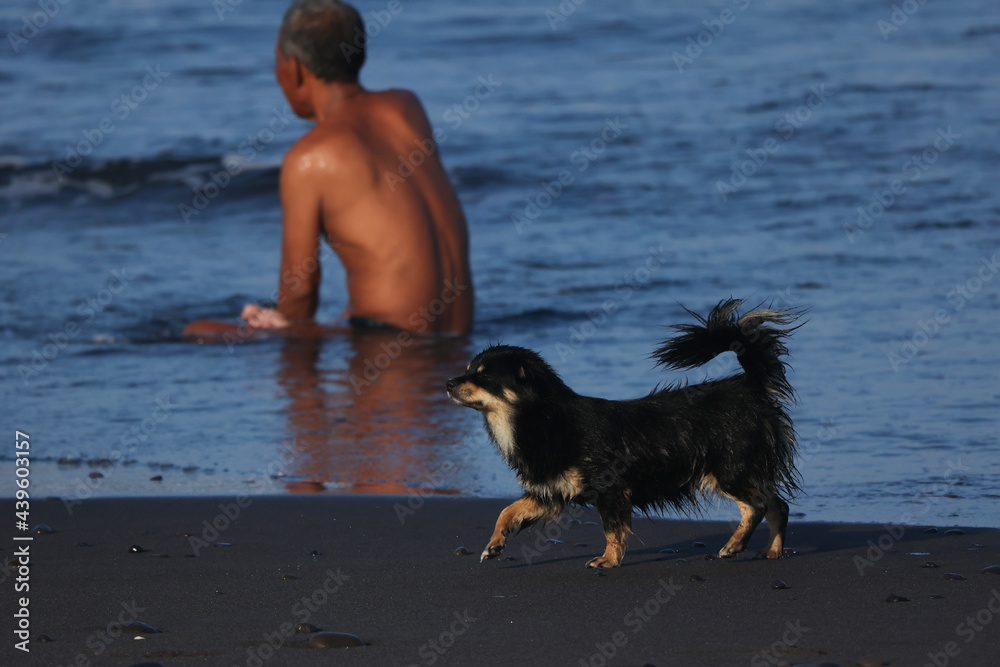 A dog is walking on the beach