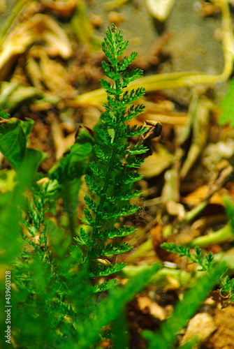 Liść krwawnika pospolitego (Achillea millefolium L.). Zielony, pierzasty listek.