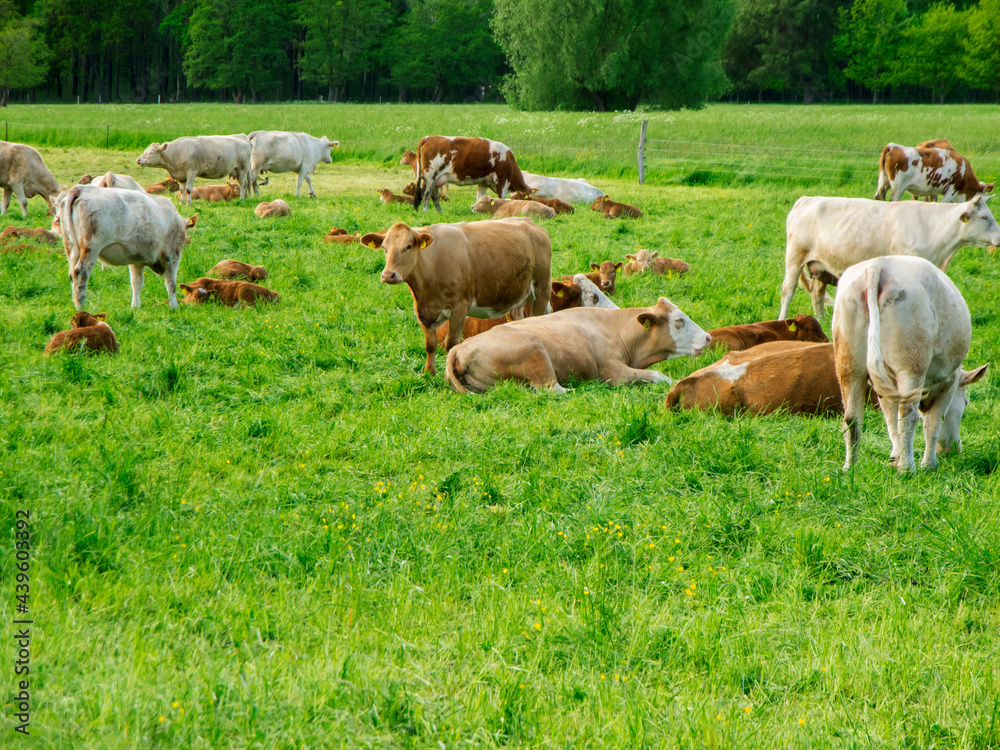 Cows with their calves in a pasture eng Cows with their calves in a pasture eng