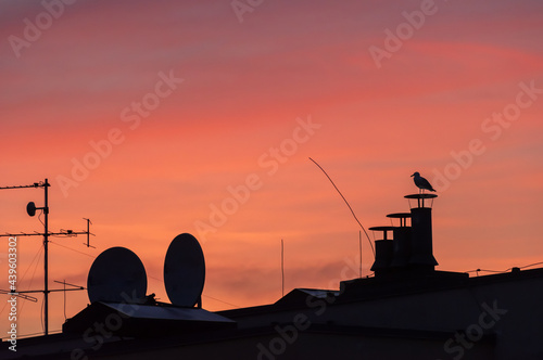 Colorful red and orange sunset over the city. Silhouettes of TV antennas and ventilation chimneys on the roofs and gull perched on the chimney