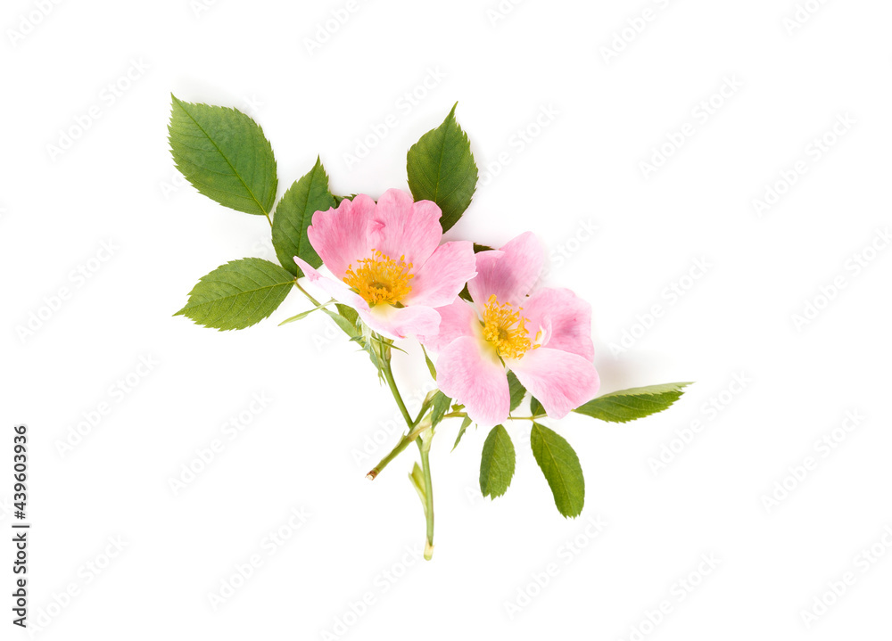 Blossom of wild rose isolated on white Blossom of wild rose isolated on white
