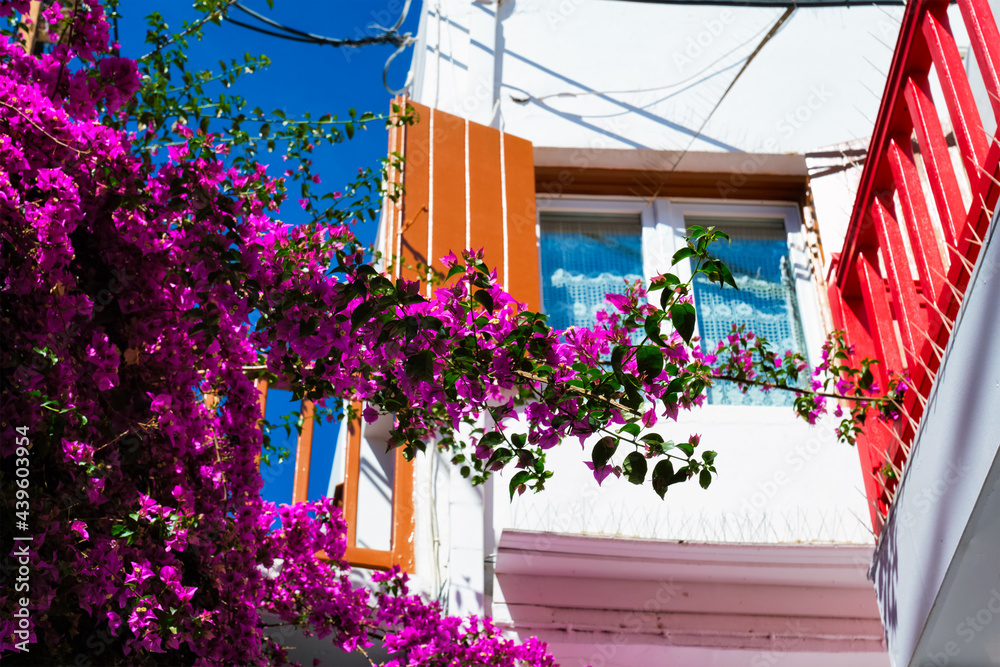 Blooming bougainvillea flower with greek traditional house in background