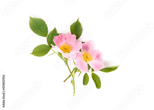 Blossom of wild rose isolated on white