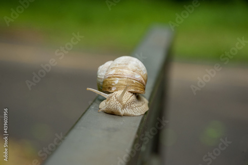 A snail crawls on an iron rail