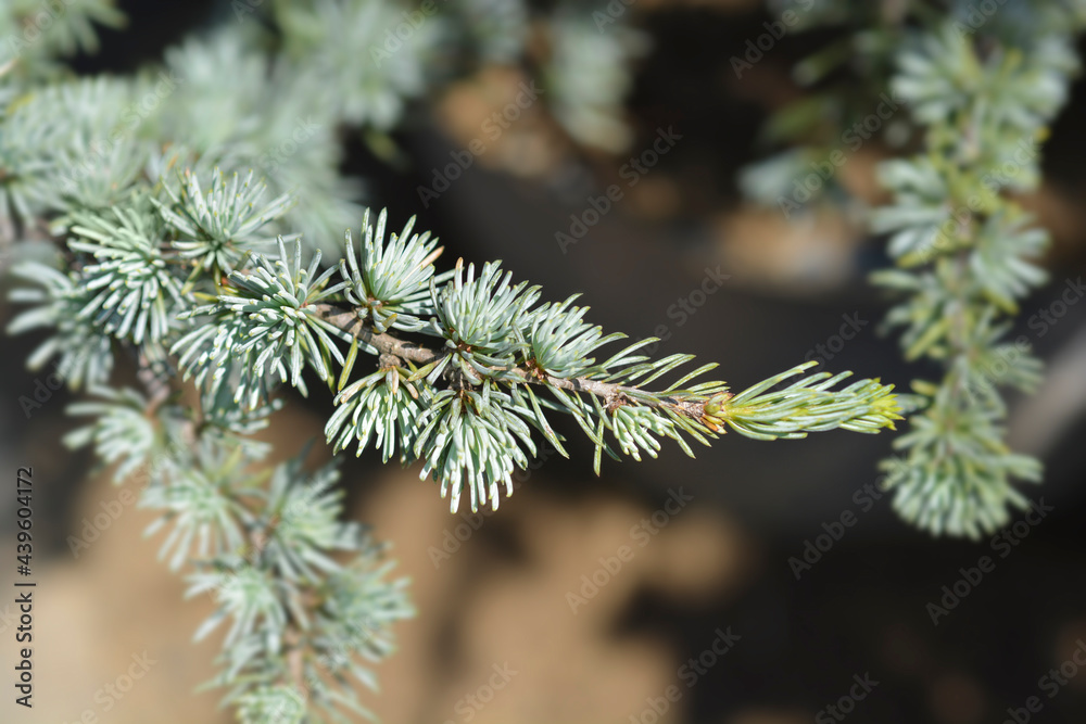 Blue atlas cedar