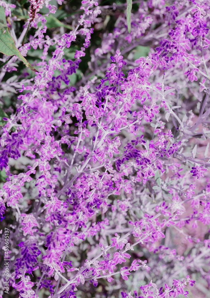 Eco, nature, plant lover concept background. Purple Flowers wild field. Travel Slovenia