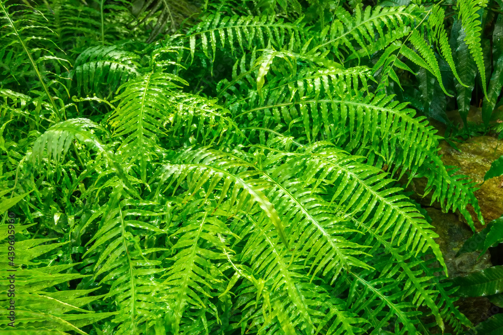 A dense forest fern bush in a humid tropical park. A dense forest fern bush in a humid tropical park.