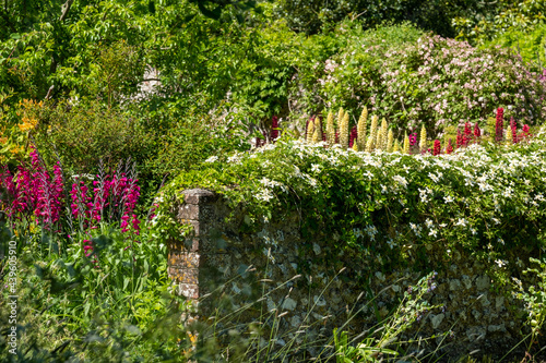 Stunning red and yellow lupins in a mixed herbaceous border, photographed in a mature English cottage garden near Lewes in East Sussex UK. 