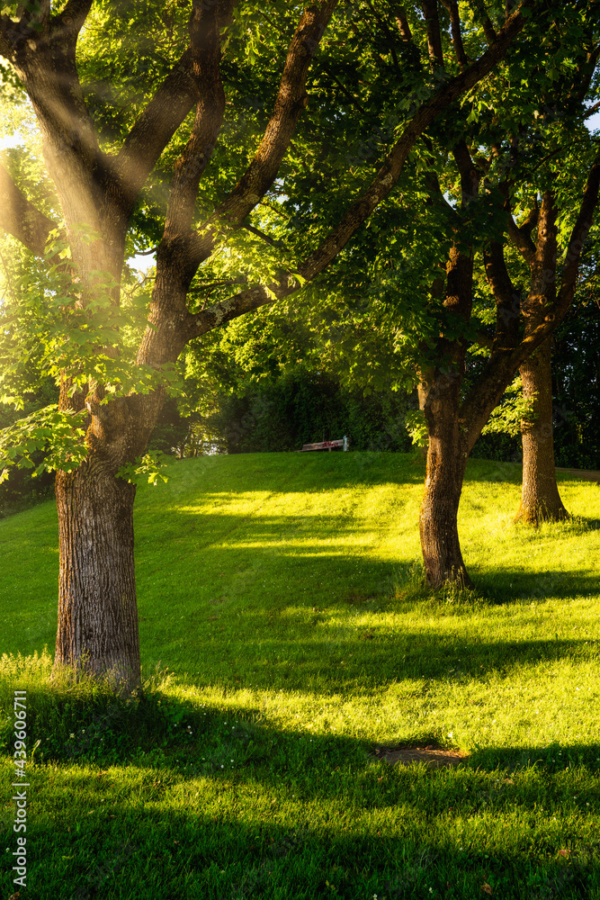 Naklejka premium 3 trees in a forest - sun shining from the side creating long shadows - mystical feeling in the woods