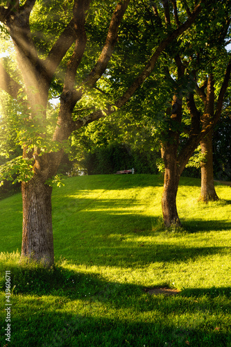 3 trees in a forest - sun shining from the side creating long shadows - mystical feeling in the woods
