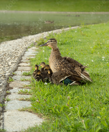 A duck family on a green meadow - mother duck securing her little ducklings