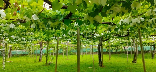 食用ぶどう、デラウェア畑の風景
