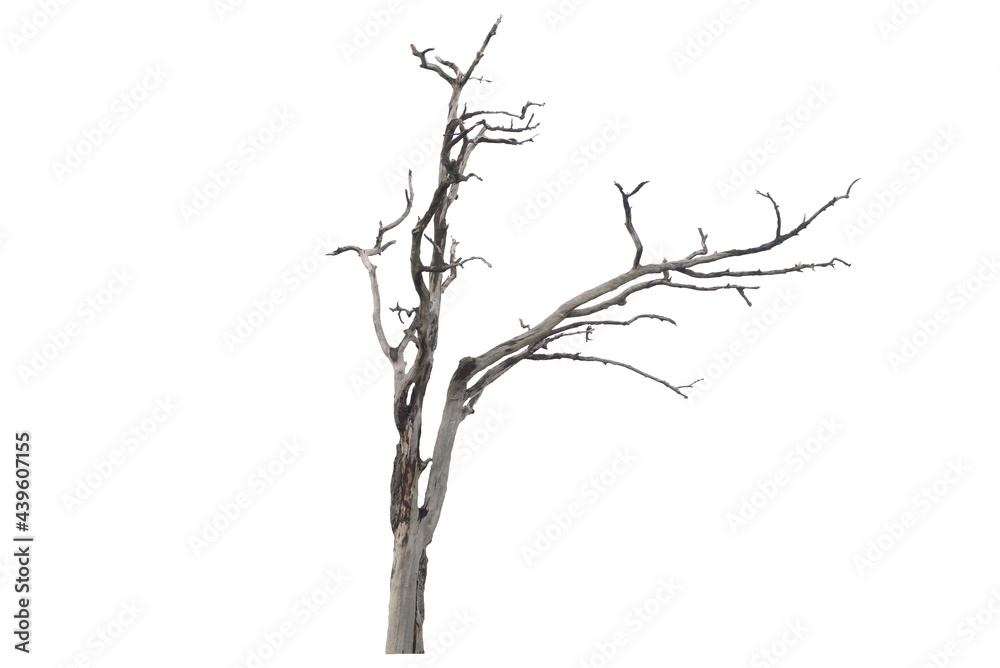 Dead tree on the white background Dead tree on the white background