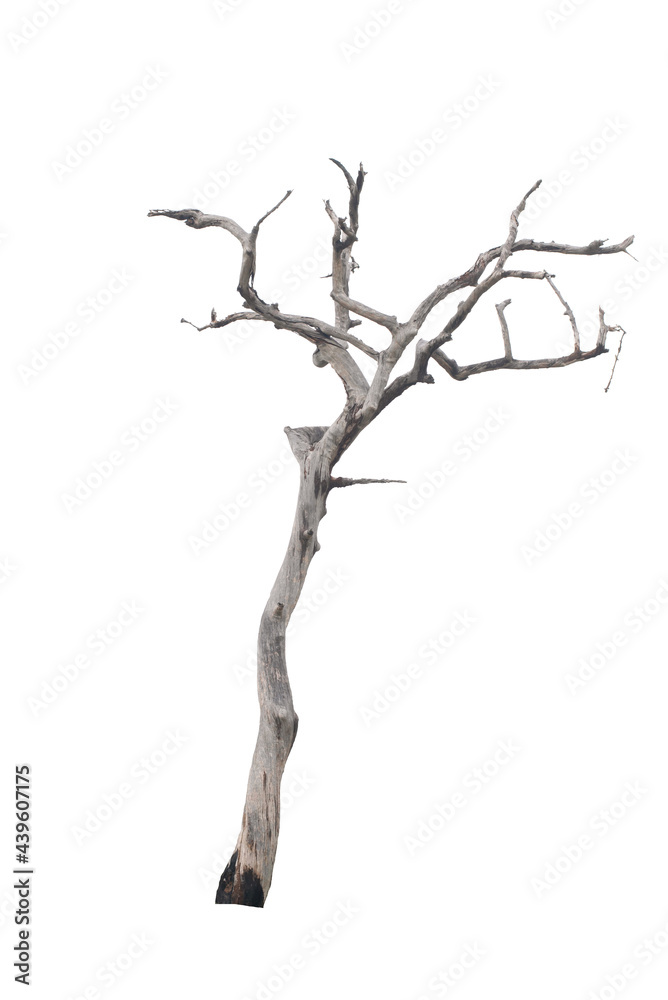 Fototapeta premium Dead tree on the white background