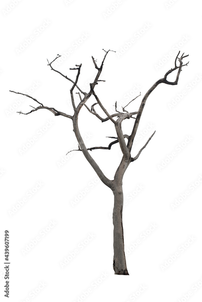 Fototapeta premium Dead tree on the white background