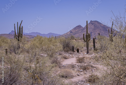 Sonoran desert landscape populated with several cactus species and mountains as backdrop show some hiking trails in the eclectic Arizona desert. A unique and varied experience