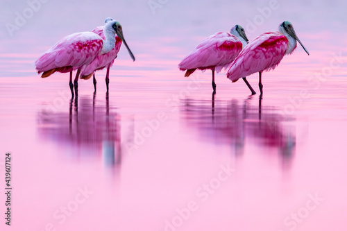 Pink birds in the water
