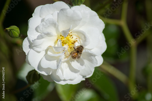 Closeup of bee on white rose in a public garden